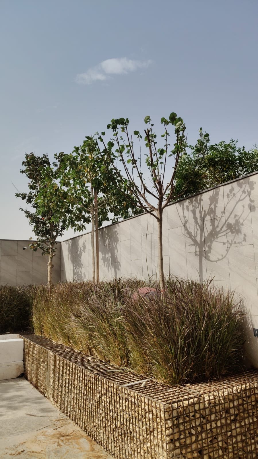 Importing trees shipping